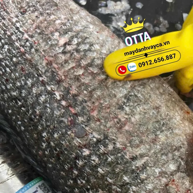 Máy Đánh Vảy Cá Có Làm Rách Da Không? Kết Quả Test Thực Tế Trên Nhiều Loại Cá