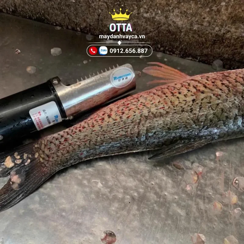 Test thực tế máy OTTA VC85 trên nhiều loại cá