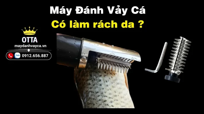 Máy đánh vảy cá có làm rách da không